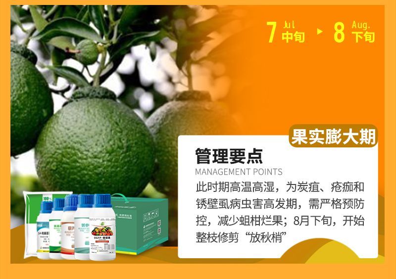 此時期高溫高濕，為炭疽、瘡癡和銹壁虱病蟲害高發(fā)期，需嚴格預(yù)防控，減少蛆柑爛果;8月下旬，開始整枝修剪“放秋梢”