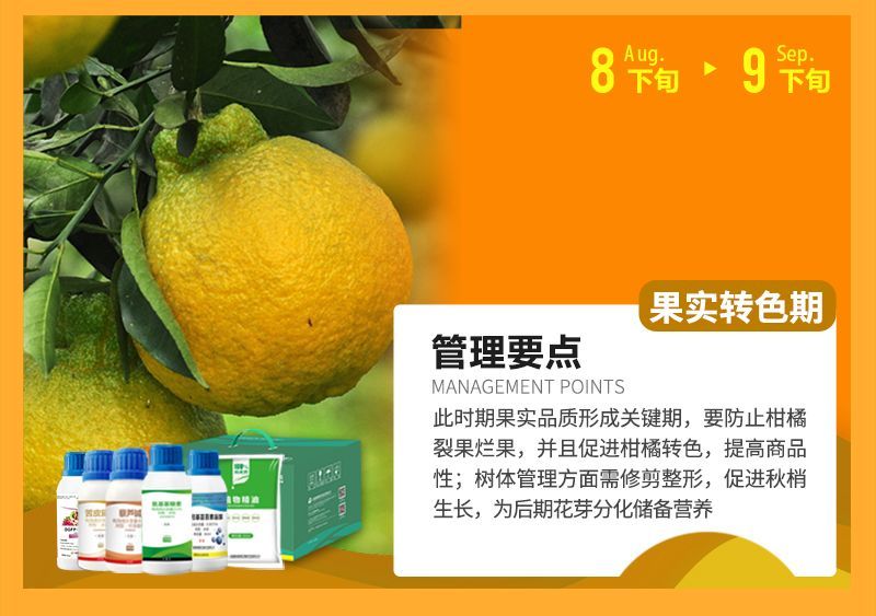 此時期果實品質(zhì)形成關(guān)鍵期，要防止柑橘裂果爛果，并且促進(jìn)柑橘轉(zhuǎn)色，提高商品性;樹體管理方面需修剪整形，促進(jìn)秋梢生長，為后期花芽分化儲備營養(yǎng)