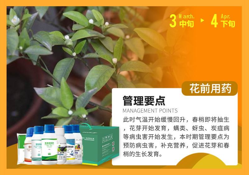 此時氣溫開始緩慢回升，春梢即將抽生花芽開始發(fā)育，蠕類、蚜蟲、炭疽病等病蟲害開始發(fā)生，本時期管理要點為預(yù)防病蟲害，補(bǔ)充營養(yǎng)，促進(jìn)花芽和春梢的生長發(fā)育。